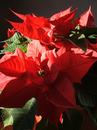 Buone Feste