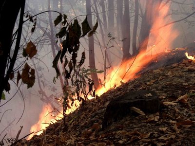Misure urgenti di prevenzione e di intervento contro gli incendi boschivi