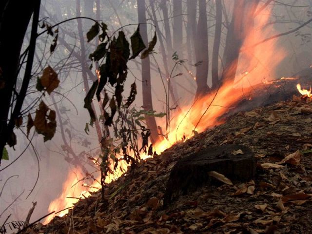 Campagna antincendi boschivi nel Parco Costiero Costa Otranto S Maria di Leuca e bosco di Tricase