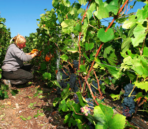 Progetto Interventi per la competitivit del comparto vitivivaistico salentino