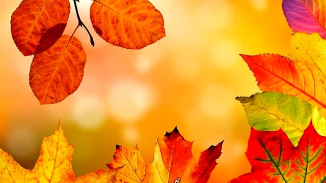 autunno foglie-2-2